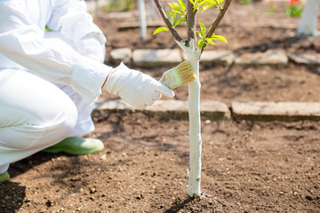 A farmer in white overalls covers a tree with white paint for protection against insects. Whitewashing of trees. Flowering pear. Gardening and people concept. Work in the home garden.