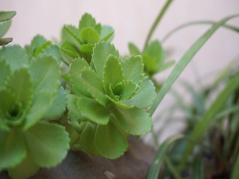 Close up look of the green colored house plant succulent in the sunny day. Leaf of the Phedimus aizoon or phedimus aizoon in spring outdoor