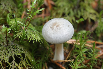 Clitocybe odora, known as aniseed toadstool, aniseed funnelcap or aniseed funnel, wild mushroom from Finland