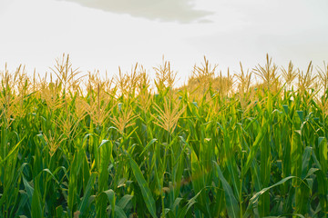 Fototapeta premium A green field of corn in india