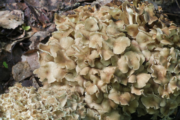 Polyporus umbellatus is a rare, edible species of mushroom, known as lumpy bracket and umbrella polypore