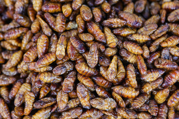 Fried insects, high protein snack foods that are popular in Thailand.