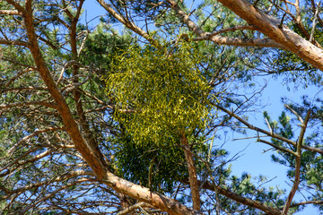 Misteln (lat.: Viscum) zwischen den Zweigen eines Baumes