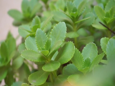 Close up look of the green colored house plant succulent in the sunny day. Leaf of the Phedimus aizoon or phedimus aizoon in spring outdoor