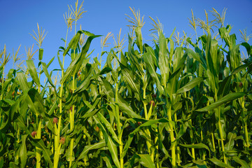 Obraz premium A green field of corn in india