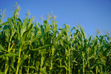 Obraz premium A green field of corn in india
