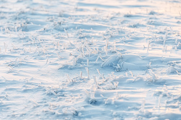Snow covered field. Snow and snow-covered grass.