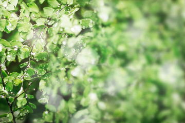 Fototapeta na wymiar Dewy forest leaves