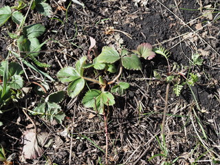 Bright green leaves of a strawberry. Strawberries bushes background.