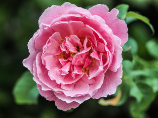 A single beautiful pink rose