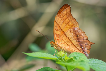 Malay cruiser butterfly - Vindula dejone, beautiful yellow and orange butterfly from Southeast Asian meadows and woodlands, Malaysia.