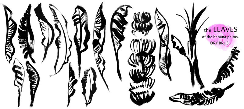 set of banana palm leaves, trunk and bananas drawn isolated on white with a dry brush, free line, large strokes. ideal for textile design of summer clothing