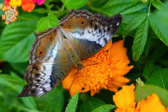Malay cruiser butterfly - Vindula dejone, beautiful yellow and orange butterfly from Southeast Asian meadows and woodlands, Malaysia.