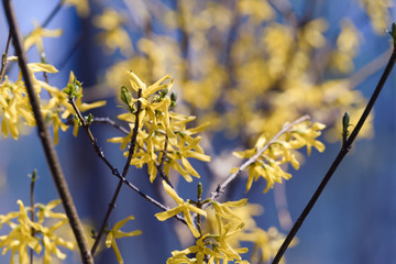 Yellow flowers blossom nature background.