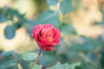 Beautiful red roses flower in the garden