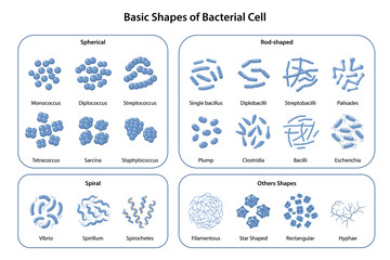 Set of basic shapes and arrangements of bacteria. Morphology. Microbiology. Types of shapes: spherical, rod-shaped and spiral. Vector illustration in flat style isolated over white background - obrazy, fototapety, plakaty