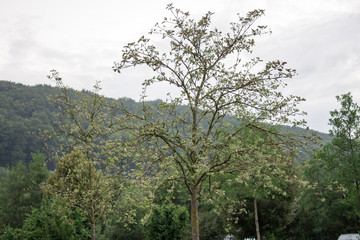 Obraz premium Trees plants grass and greenery in the highway of Rosenheim new autobahn Germany