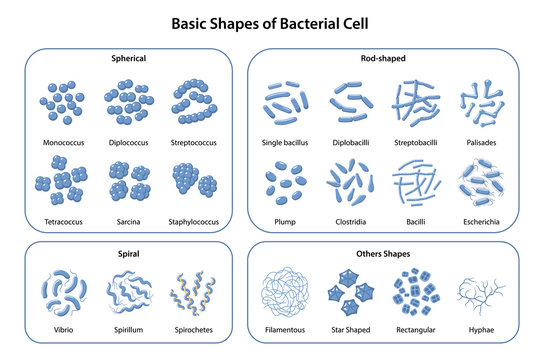 Set of basic shapes and arrangements of bacteria. Morphology. Microbiology. Types of shapes: spherical, rod-shaped and spiral. Vector illustration in flat style isolated over white background