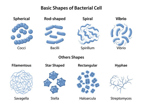 Basic shapes and arrangements of bacteria. Microbiology. Types of shapes: spherical, rod-shaped and spiral. Vector illustration in flat style isolated over white background