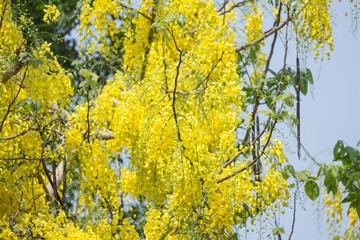 Small Yellow Flower or Cassia fistula flower