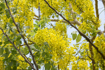 Small Yellow Flower or Cassia fistula flower