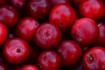 lingonberry berry ripe berries of the forest harvest