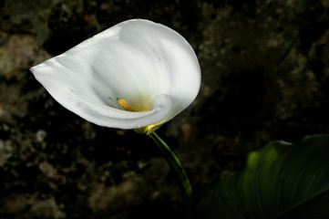 calla lilie flower high angle view close up © Guaraciaba