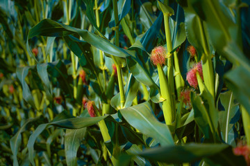 A green field of corn in india