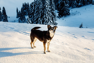 Dog in mountain, beautiful snowy winter landscape.