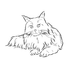 Obraz premium domestic cat, realistic vector sketch illustration, the sign of the cat