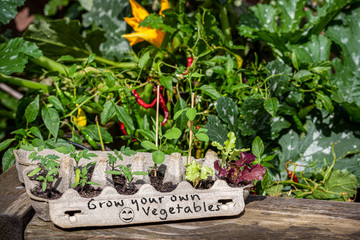 Seedlings growing in reused egg box on side of raised vegetable garden with hand written sign, grow your own vegetables, save money reduce waste