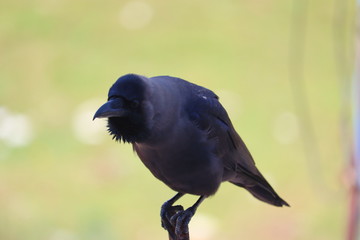 close up of a house crow perching iron bars, black bird background