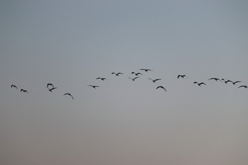 close up of group of great egrets ( white heron) flying in the sky, bird background