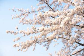桜桜