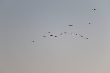 group of great egrets ( white heron) flying in the sky , birds background