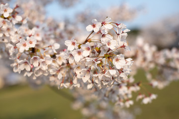 桜桜