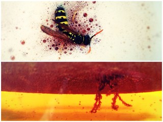 Multiple Exposure Of Dead Bee