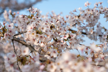 桜桜