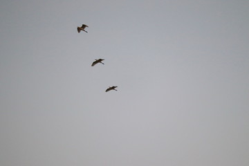 three great egrets ( white heron) flying in the sky, , birds background