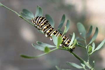 Oruga de mariposa