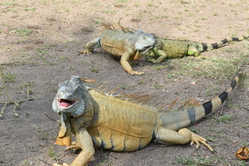 Iguana sonriendo