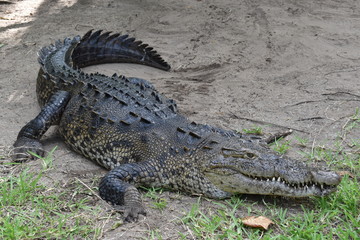 Cocodrilo 