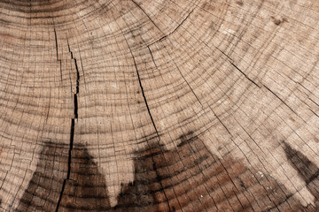 Old wood background. Macro detail of a natural wood texture with cracks.