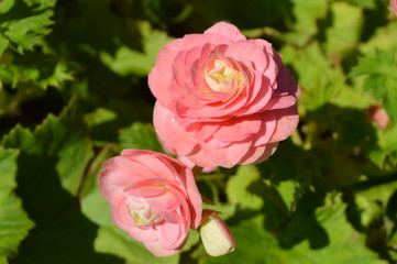 pink rose in garden