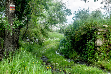 Fototapeta premium beautiful path in nature