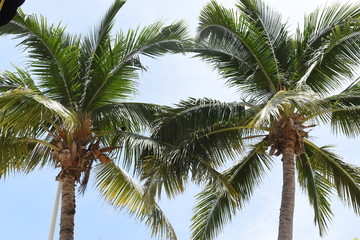 Palmeras