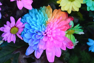 colorful flower