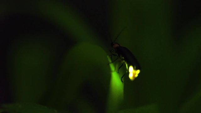 I took a video of the desperately glowing fireflies with a high sensitivity camera.
