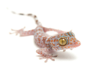 Tokay Gecko (Gekko gecko) isolated on white background.