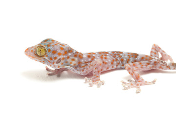 Tokay Gecko (Gekko gecko) isolated on white background.